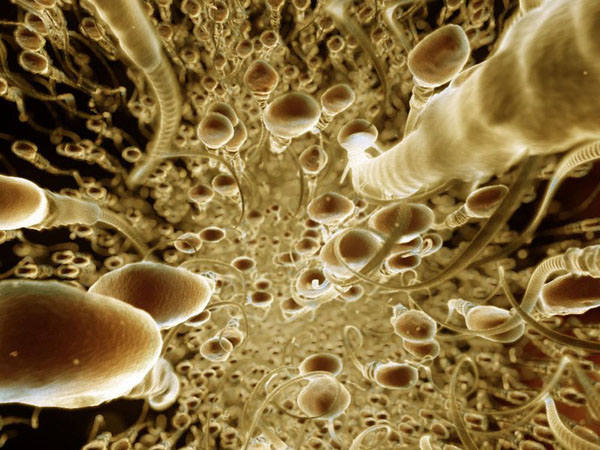 anatomy under microscope