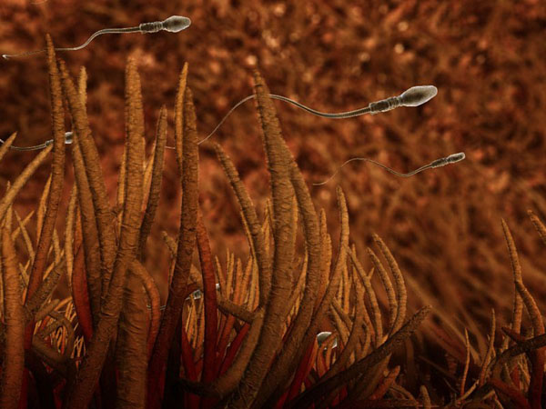 anatomy under microscope