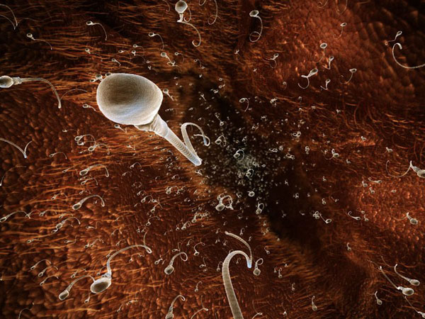 anatomy under microscope