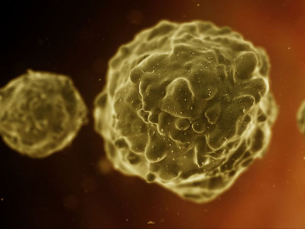 anatomy under microscope