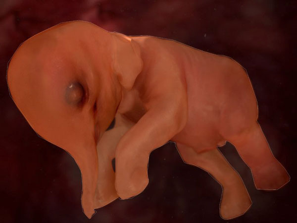 anatomy under microscope