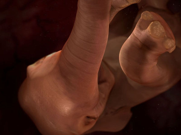 anatomy under microscope