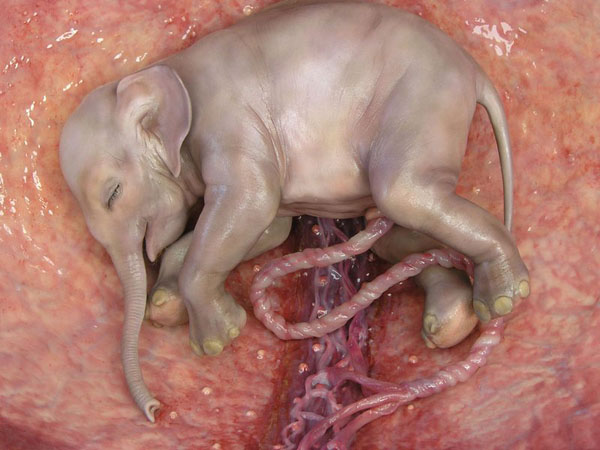 anatomy under microscope