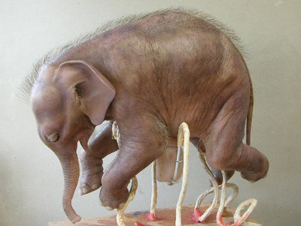 anatomy under microscope