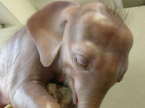 anatomy under microscope