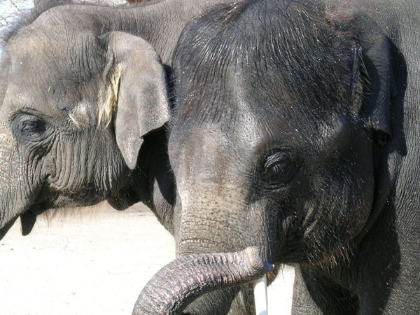 anatomy under microscope