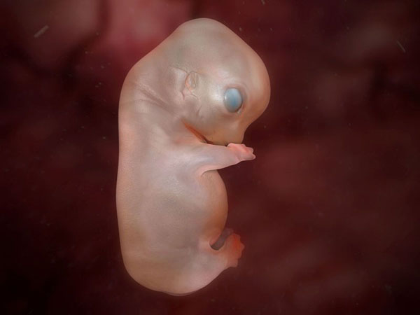 anatomy under microscope