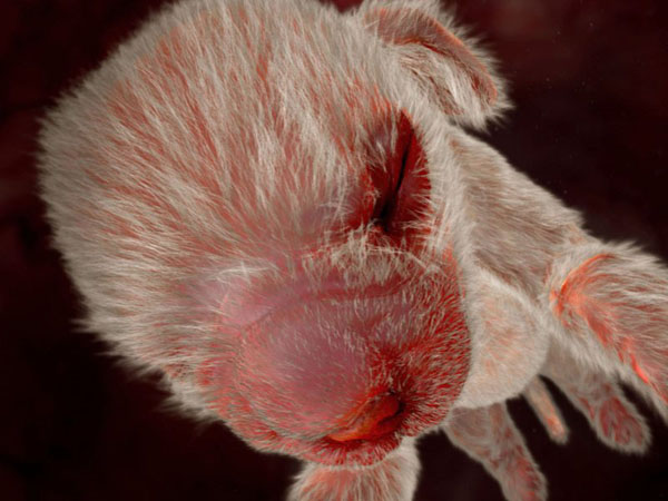 anatomy under microscope