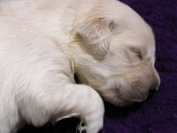 anatomy under microscope