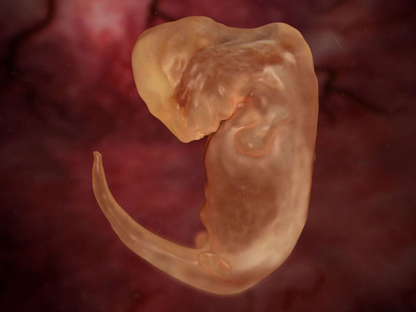 anatomy under microscope