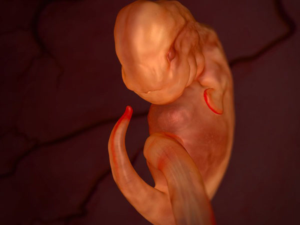 anatomy under microscope