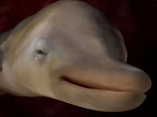 anatomy under microscope