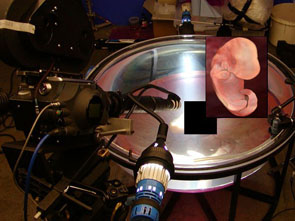 anatomy under microscope