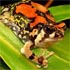 10 Amphibians You Didnt Know About
