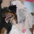 The Dog Wedding