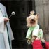 Pets Blessing
