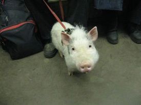 pet-pig.jpg