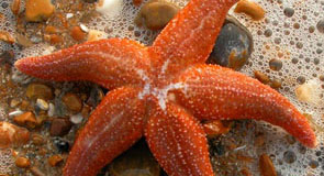 sea star