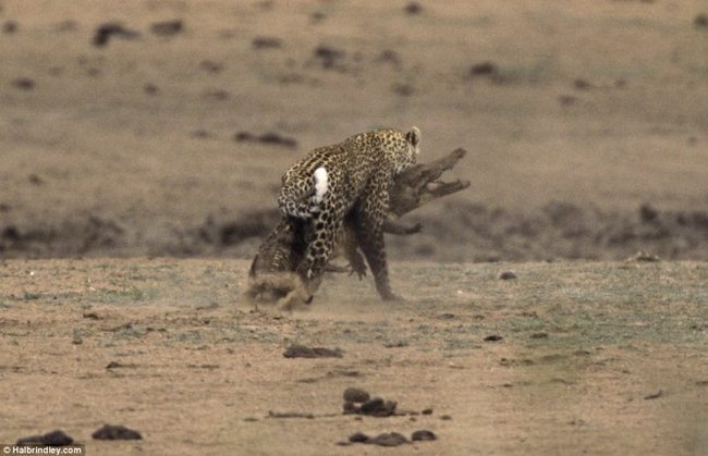 001_croc_vs_leopard.jpg