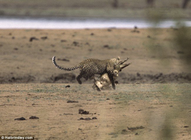002_croc_vs_leopard.jpg
