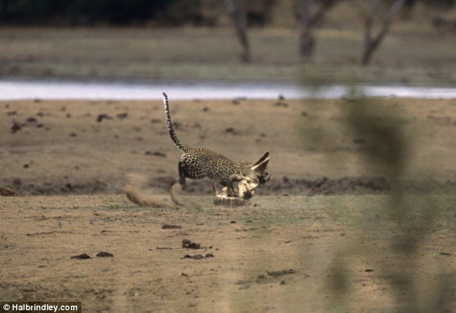 004_croc_vs_leopard.jpg