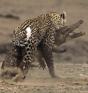tn_croc_vs_leopard.jpg