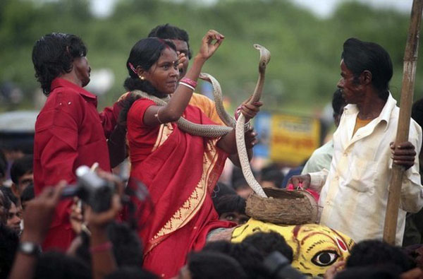 The Snake Taming Festival taming cobra