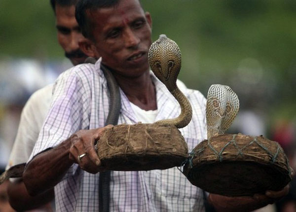 The Snake Taming Festival taming cobra