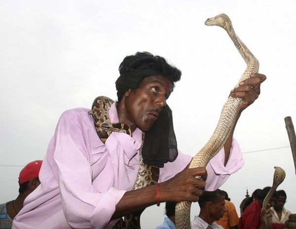 The Snake Taming Festival taming cobra