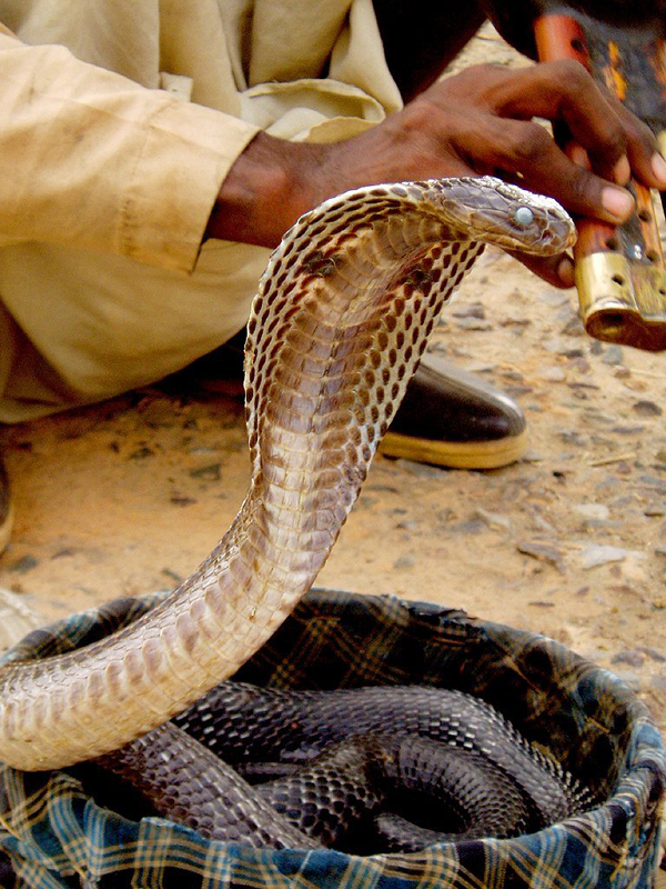The Snake Taming Festival taming cobra