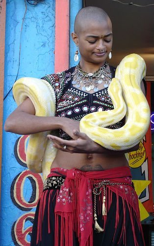 The Snake Taming Festival taming cobra