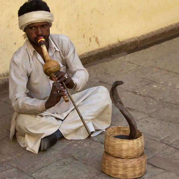 The Snake Taming Festival taming cobra