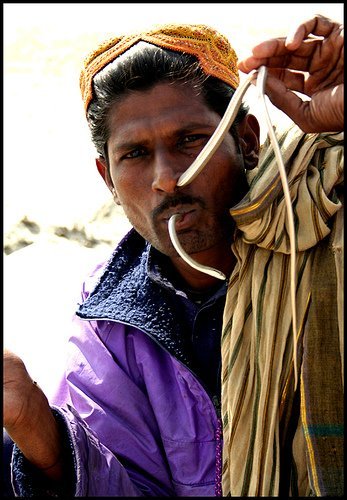The Snake Taming Festival taming cobra