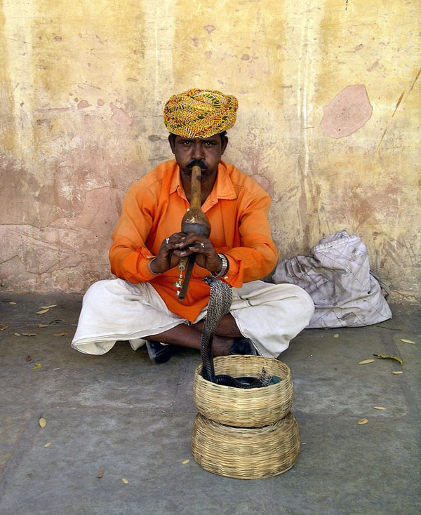 The Snake Taming Festival taming cobra