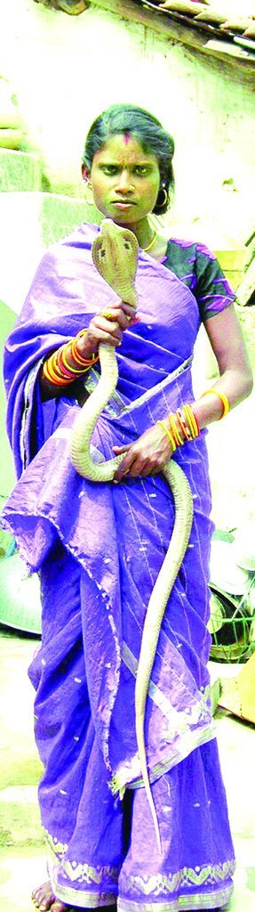 The Snake Taming Festival taming cobra