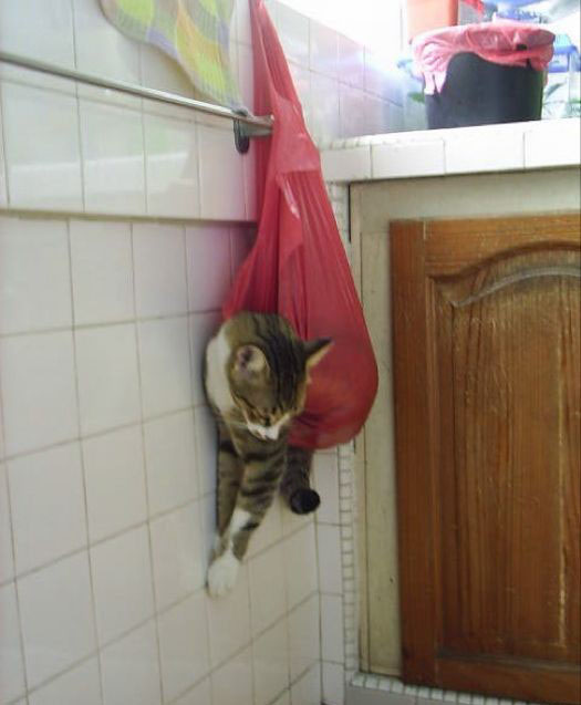 bad cat punished