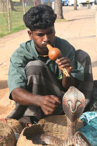 The Snake Taming Festival taming cobra
