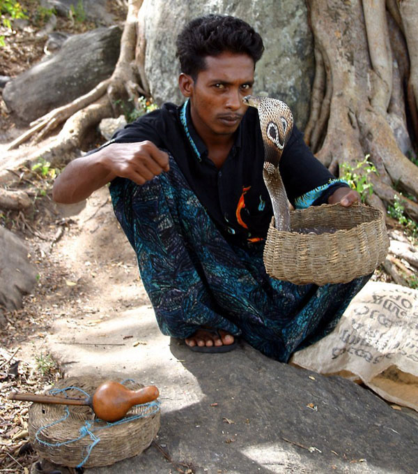 The Snake Taming Festival taming cobra