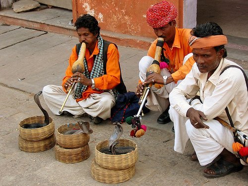The Snake Taming Festival taming cobra