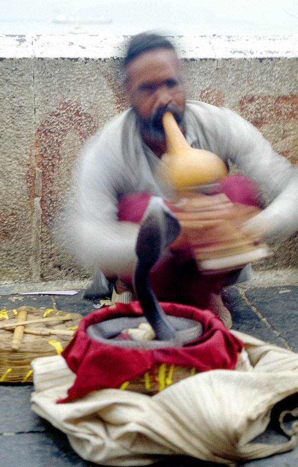 The Snake Taming Festival taming cobra