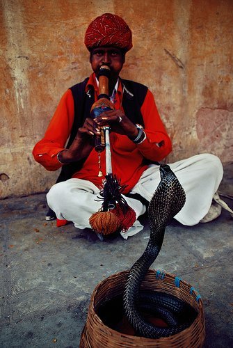 The Snake Taming Festival taming cobra