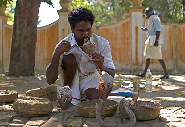 The Snake Taming Festival taming cobra