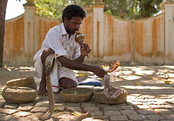 The Snake Taming Festival taming cobra