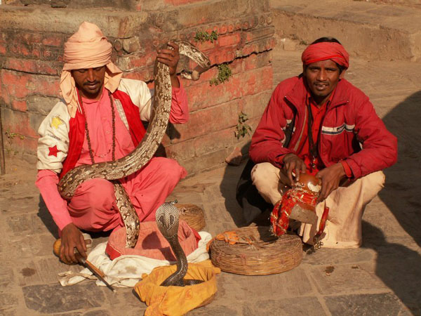 The Snake Taming Festival taming cobra