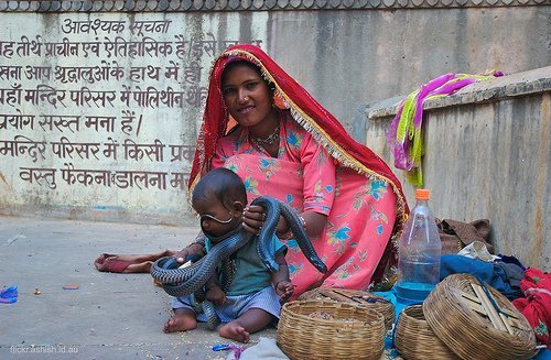 The Snake Taming Festival taming cobra