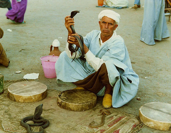 The Snake Taming Festival taming cobra