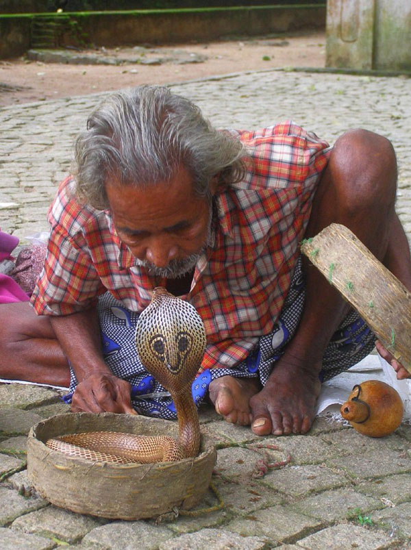 The Snake Taming Festival taming cobra