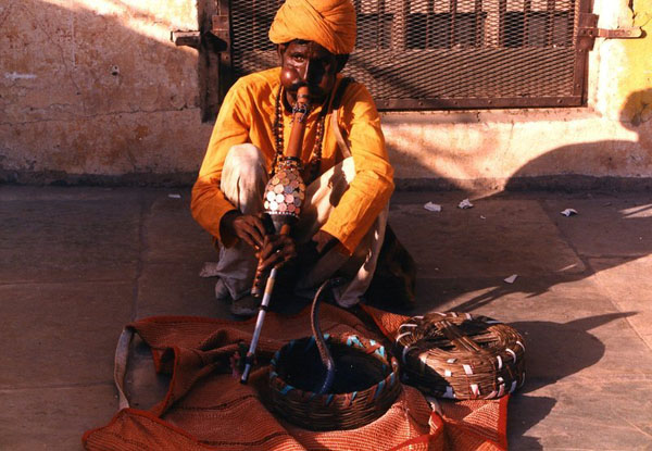 The Snake Taming Festival taming cobra