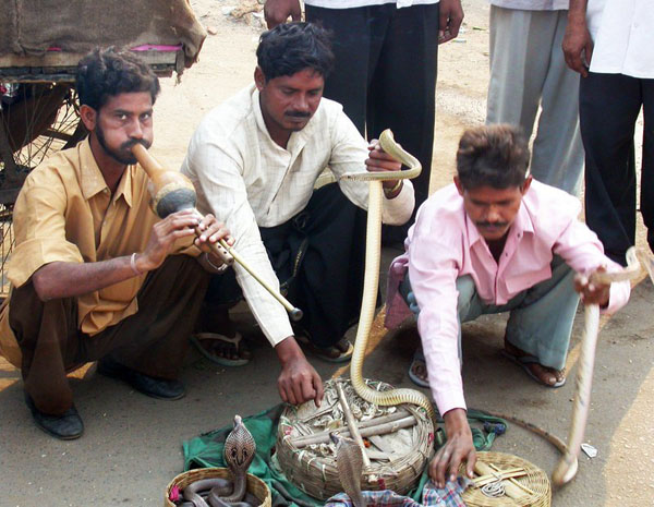 The Snake Taming Festival taming cobra