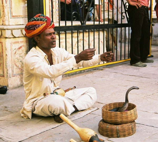 The Snake Taming Festival taming cobra